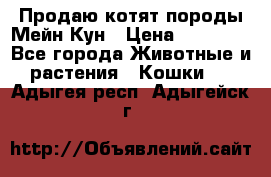 Продаю котят породы Мейн Кун › Цена ­ 12 000 - Все города Животные и растения » Кошки   . Адыгея респ.,Адыгейск г.